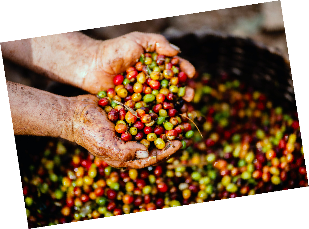 sustainable ethical coffee